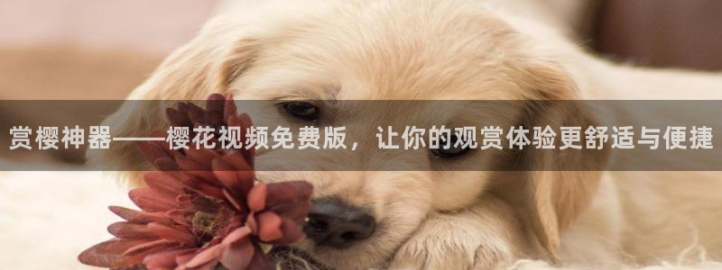 老湿影院手机在线观看